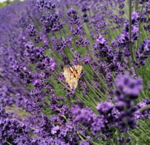 flori-de-lavanda